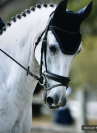 Hongre - SF - 11 ans - CCE - A CONFIER
