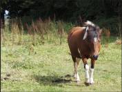 A vendre jument islandaise : Diana Des Campeaux