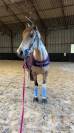 CHEVAL A PRENDRE EN DEMI PENSION