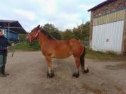 pouliche ardennaise 2 ans