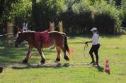 pouliche ardennaise 2 ans