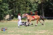 pouliche ardennaise 2 ans