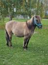 À vendre Poney B