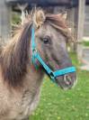 À vendre Poney B