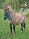 À vendre Poney B