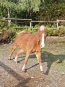 À vendre Poney C