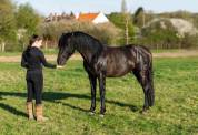 cheval pure race espagnole