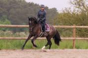 cheval pure race espagnole