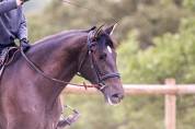 cheval pure race espagnole