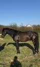 cheval pure race espagnole