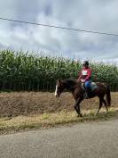 Jument pur sang arabe