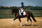 Elegante Jument 6 ans Lusitanien X KWPN Dressage
