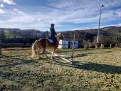 Hongre né en 2014 pour loisir