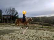 Hongre né en 2014 pour loisir