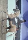 Top ponette de sport CSO / CCE à vendre