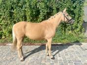 Top ponette de sport CSO / CCE à vendre