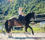 Étalon ibérique à vendre !