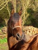 Jument Arabe de couleur Bai