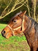 Jument Arabe de couleur Bai