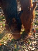 Jument Arabe de couleur Bai