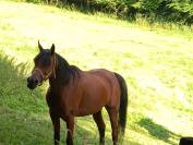 Jument Arabe de couleur Bai