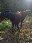 Jument Arabe de couleur Bai