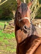 Jument Arabe de couleur Bai