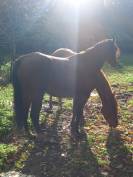 Jument Arabe de couleur Bai