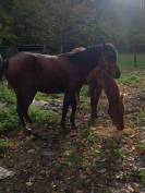 Jument Arabe de couleur Bai