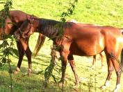 Jument Arabe de couleur Bai