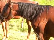 Jument Arabe de couleur Bai