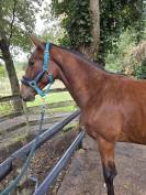 Chic mâle 2024 pour Sport