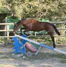 Chic mâle 2024 pour Sport