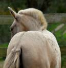 PASSIONATA DU PUITS CARRE pouliche PRE double pearl