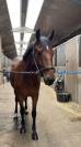 Hongre 5 ans Bwp à vendre