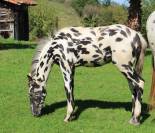 Poulain LEOPARD pour sport : CSO saut d'obstacles CCE