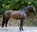 Merrie Selle Français Te koop 2022 Donker bruin / bai ,  Conthargos