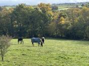Pouliniere ou mère porteuse