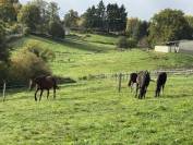 Pouliniere ou mère porteuse