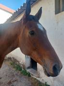 CHEVAL (Jument) AA de 7 ans