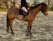CHEVAL (Jument) AA de 7 ans