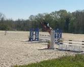 Hongre 6 ans CCE/CSO