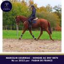 Ruin Anglo-Arabier Te koop 2022 Vos