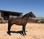 CABALLO CASTAÑO DE CATEGORÍA