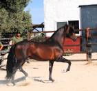 CABALLO CASTAÑO DE CATEGORÍA