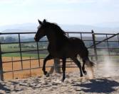 CABALLO CASTAÑO DE CATEGORÍA