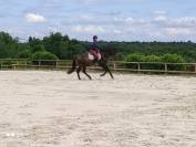 Dekhengst PRE Puur Ras Spaans Te koop 2016 Donker bruin / bai