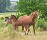 Jument ou pouliniere