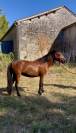 Pouliche Welsh Partbred