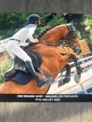 Gelding Selle Français For sale 2019 Bay